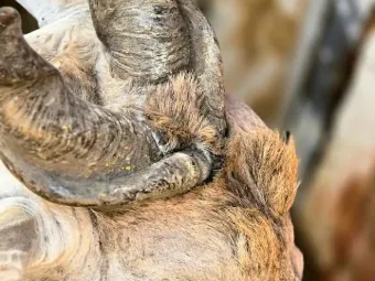 Close-up of an eland during handling