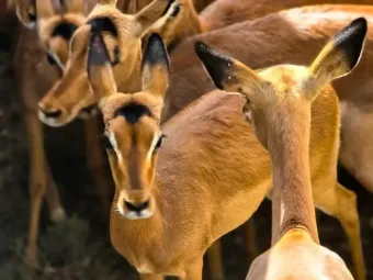 Impala herd inside the capture enclosure