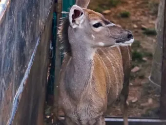 Kudu cow inside the capture enclosure