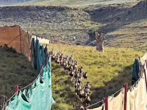 Game funnelling down the capture curtain toward the boma